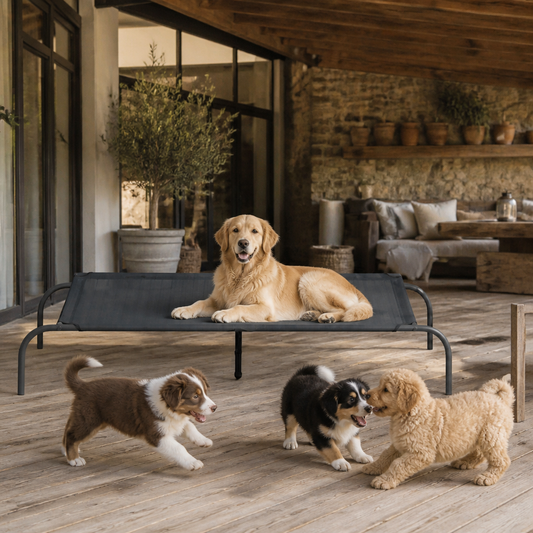 Hundebett Erhöht Schwarz 130x80x20 cm aus Textilene und Stahl von vidaXL